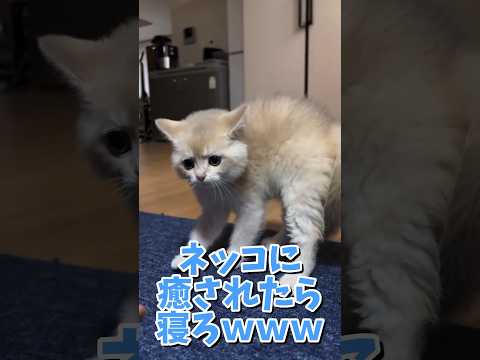 ネッコの動画で癒されたら寝ろｗｗｗ　#2ch #2ch動物スレ #2ch面白いスレ #動物 #犬 #猫 #癒やし #ねこ#イッヌ