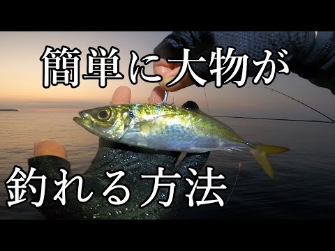 【泳がせ釣り】簡単に大物を釣るにはこれです。