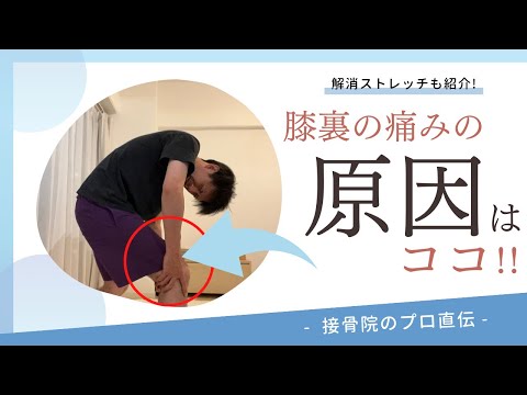 【膝裏の痛み】立っていると膝の裏側が痛くなる。座っていて、膝を伸ばそうとすると膝裏が痛い。そんな方へのストレッチ！｜接骨院のプロが教えるお家セルフケア｜テラピスト接骨院