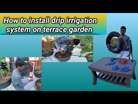 How to arrange drip irrigation system on terrace garden 🪴