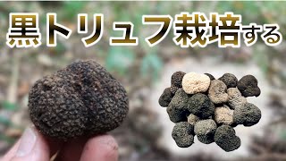 【日本】拾った国産トリュフでトリュフ栽培を始めてみた