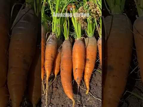 When to dig carrots? Signs of ripening, harvesting rules #carrots #rules #harvesting