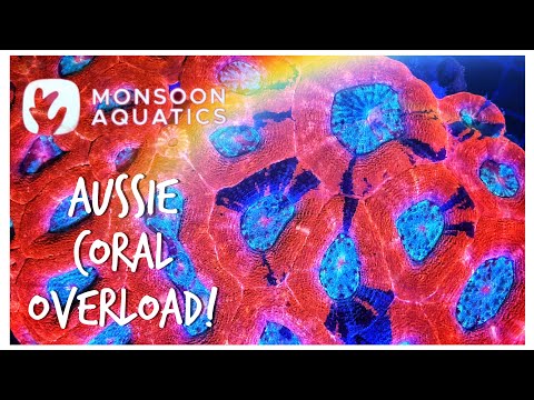 Coral Breeding with Monsoon Aquatics, Bundaberg