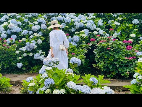 2024年繡球花來了／陽明山／竹子湖／高家繡球花