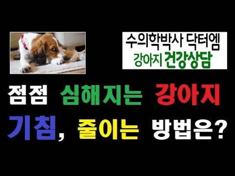 점점 심해지는 강아지 기침, 어떻게 좋아질 수 있을까요?