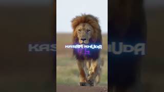 Lion Attitude shayari status Shayari status Attitude shayari #youtubeshorts#viral#shayari#shorts