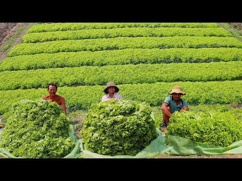 How to Grow Lettuce from Seed to Fast Harvest in 35 days - Farming Complete Guide in My Village