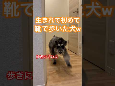 爆笑‼️はじめての靴練が面白すぎて腹筋崩壊😂　#ミニチュアシュナウザー #犬　#おもしろ #面白い　#犬のいる暮らし