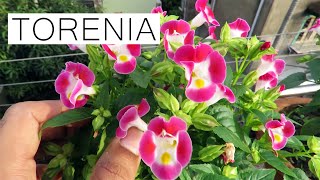 Torenia Flower / Torenia Plant Care