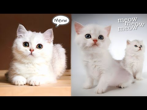 Cute Cats Meowing and Playing | Cat Sound | Meow Sounds