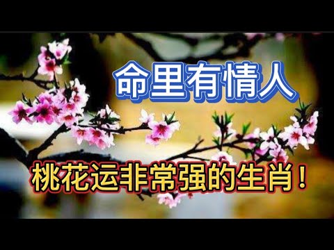 命里有情人，桃花运非常强的生肖！