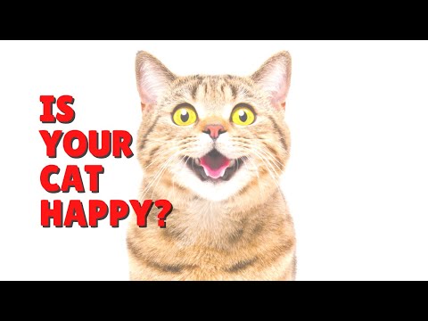 How To Tell If Your Cat Is Happy | Two Crazy Cat Ladies