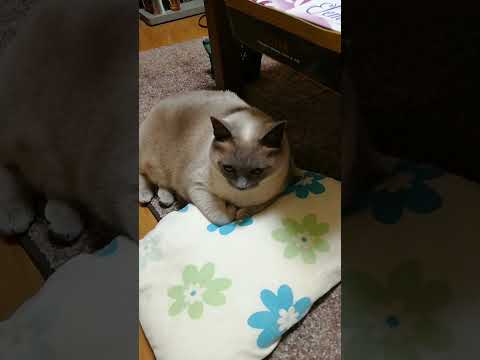 【枕とニャンコ】おやすみテトちゃん　#shorts #cat #枕 #睡眠 #うたた寝 #おやすみソング