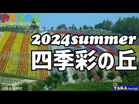 昨年より華やかかな？四季彩の丘❗美瑛町❗【北海道観光】【2024夏】