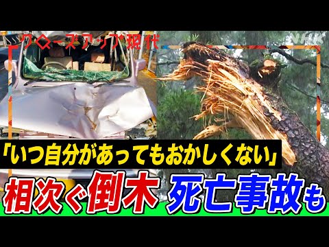 「悔しさが晴れない」倒木事故で息子を亡くした母親の訴え なぜ今全国で倒木の被害が相次ぐのか？伐採の反対意見も根強く “危険な木”のチェック方法は？(語り:安元洋貴)【クロ現】| NHK