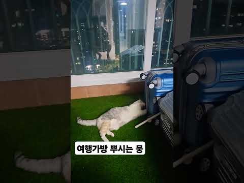 #고양이 #cat #뭉