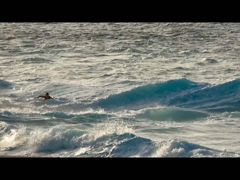 THE FLASH RIP CURRENTS CAUSED BY A RISING LONG PERIOD SWELL IN HAWAII