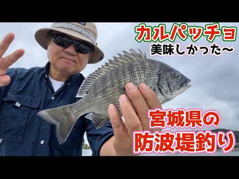 【宮城県の釣り】釣れると思っていない魚が釣れ、釣りたい魚は釣れないというC級釣り師のアルアルでカルパッチョ美味しかったですよ♪ #かわチャンネル #酒のかわしま #仙台