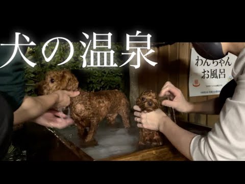 愛犬を温泉に入れました♨️トイプードルの旅