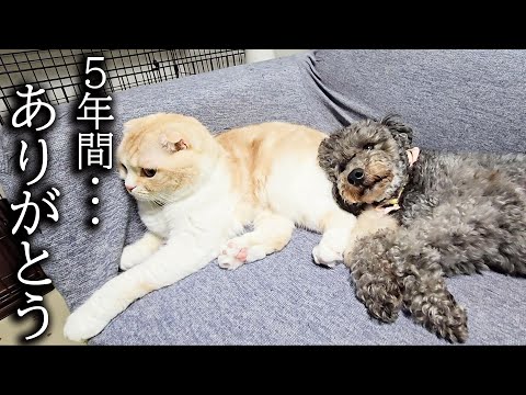 保護した犬の5年間を振り返ってみたら...