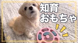 ダイエット中の愛犬の知育おもちゃにおやつを入れた結果...w