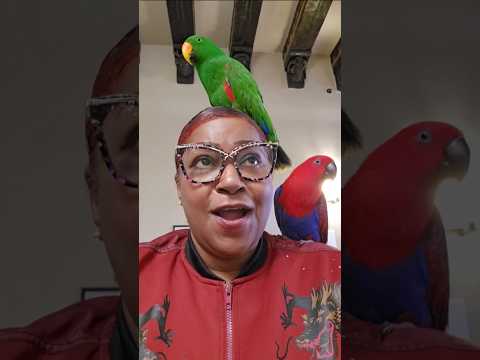 Look who's back 🦜 #eclectusparrot #parrot #shortvideo #youtubeshorts #youtube #youtuber #tiktok #fyp