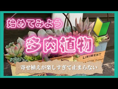 始めてみよう多肉植物‼️（これから始める方向け）