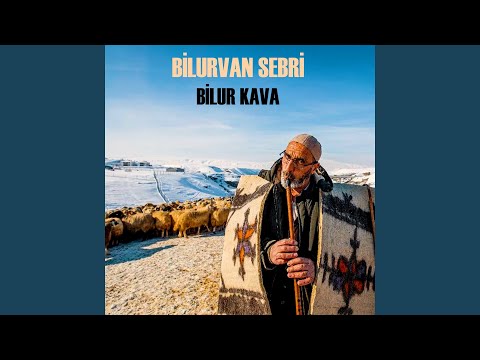 Bilur Kava