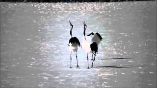 茅沼駅の丹頂ツル 丹頂の鳴き声