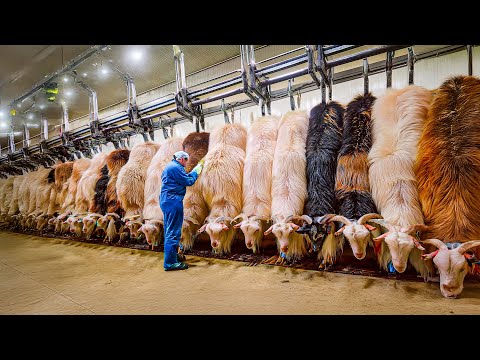 Millions Tons Of Goat Hair Are Harvested & Cashmere Goat Wool Processed, Milk, and Meat in Factory