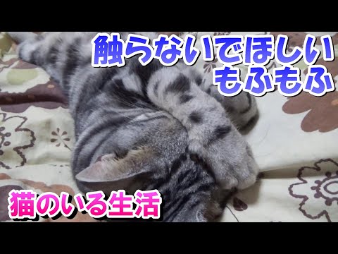 猫のいる生活　いろんなもふもふ（アメリカンショートヘア）