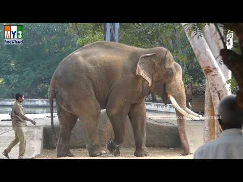 Zoo Park Tirupathi | Tirupati Zoo Food And Travel Tv