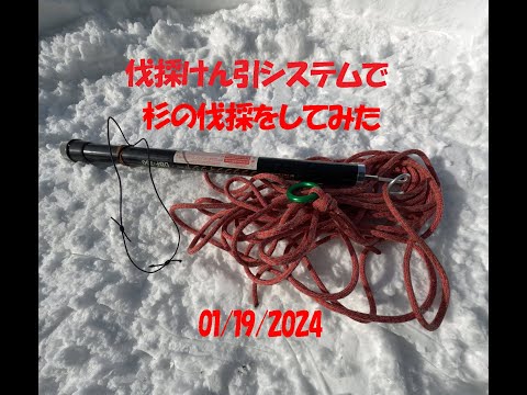 けん引システムで杉の伐採：大源太農園20250119