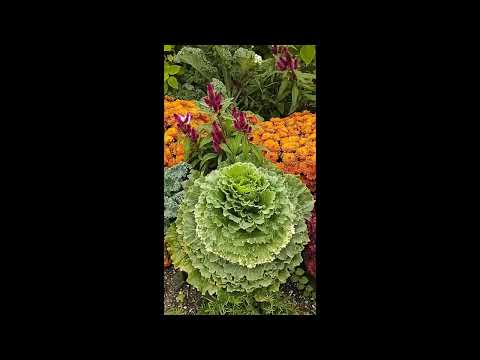 Beautiful Fall Garden  #garden#gardening#flower#fall #mum#pumpkin