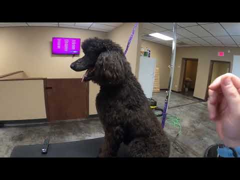 Black Standard Poodle Groom