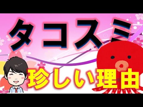 【3分】  タコ墨料理が珍しい理由