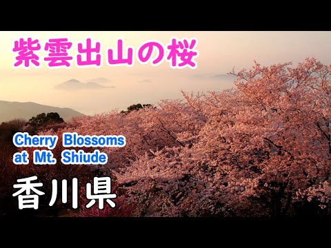 Cherry Blossoms at Mt. Shiude with Relaxing Music ( Kagawa Pref. ) / Spectacular Views of Japan