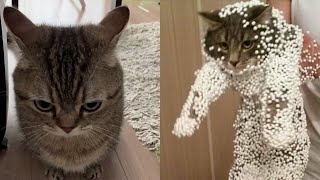 Try Not To Laugh 🤣 New Funny Cats  And Dog Video 😹 - MeowFunny Part 15