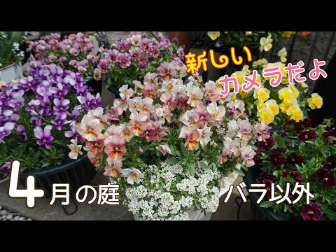 【カメラ変えました】2022年4月の庭の花【どうですか？】