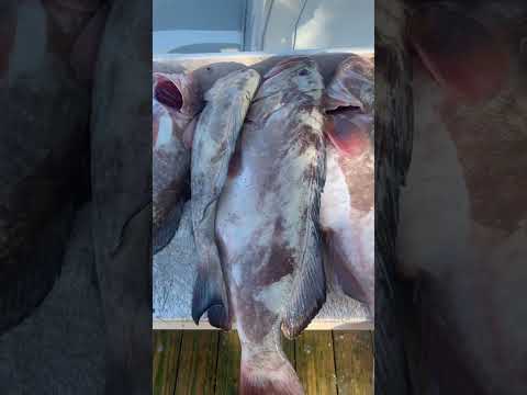 Filling freezers! #short #shorts #fishing #naples #fishingcharter #ripp #boats #grouper #shortvideo