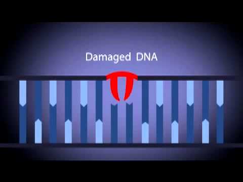 Neova DNA Damage Repair Process