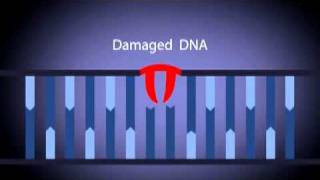 Neova DNA Damage Repair Process