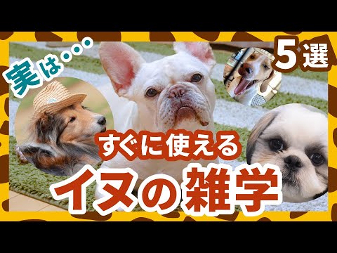 犬に関する雑学（ウンチク）5選！知ってるとスゴイ！意外と知らない動物豆知識！