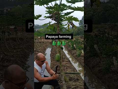 Methods To Dwarf A Papaya Tree #farming #agriculture #ideas id