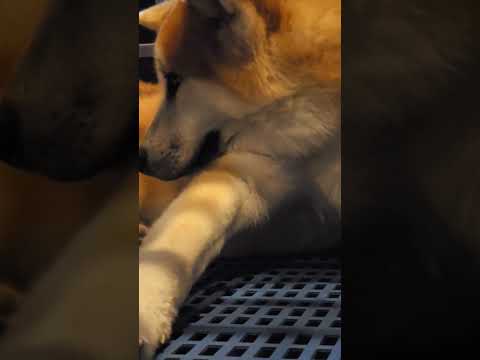 【癒し動画】秋田犬　秋田犬ゴン太　