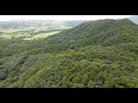 tokunoshima Forest Walking Tour in World Natural Heritage