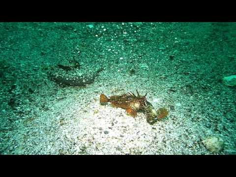 海洋公園ダイビングツアー　ハオコゼの縄張り争い