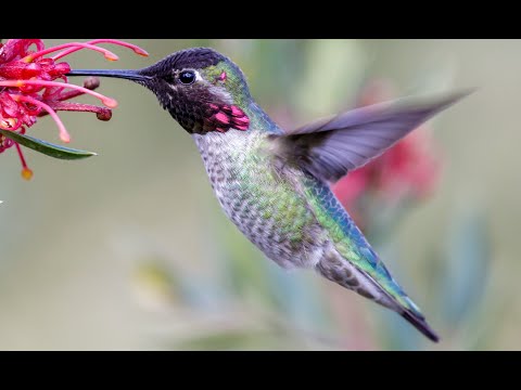 Anna's Hummingbirds: Characteristics, Habitat, Metabolism, Mating, Reproduction, Nesting, Chicks