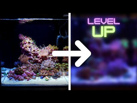 Taking My FIRST EVER Reef Aquarium To The NEXT LEVEL!