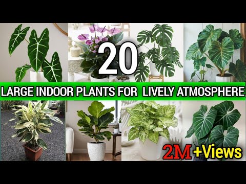 20 Large Indoor Plants for transforming Atmosphere | Indoor Large Houseplants | Best Indoor plants